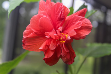 red hibiscus flower