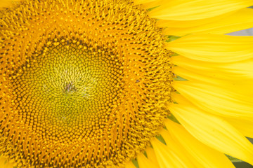 Sunflower. Bright sunny flower on the field. Sunflower seeds.Sunflower Closeup
