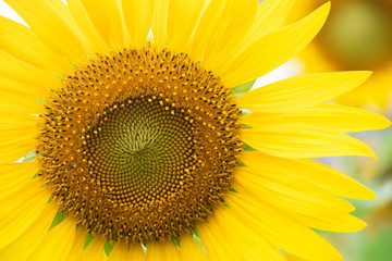 Sunflower. Bright sunny flower on the field. Sunflower seeds.Sunflower Closeup
