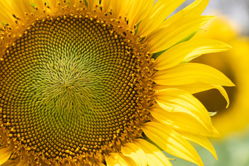 Sunflower. Bright sunny flower on the field. Sunflower seeds.Sunflower Closeup