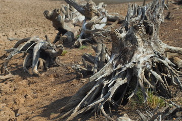 Global warming causes dry and cracked soil.