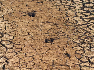 Global warming causes dry and cracked soil.