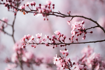 almonds tree  flowes on a twing bee blured background in spring season day