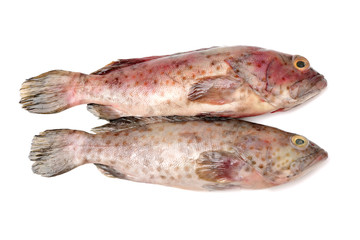 Grouper Fish on white background