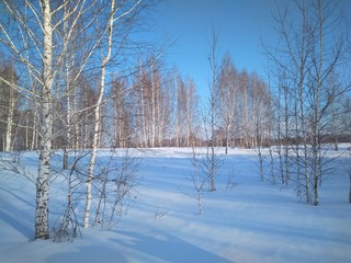 winter Sunny day in the forest snow drifts in the trees