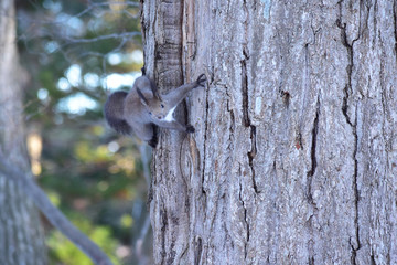 様子をうかがう森のエゾリス