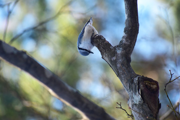 木に止まる冬のゴジュウカラ