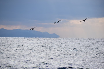 冬の津軽海峡を飛ぶコクガンの後ろ姿