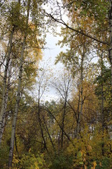 autumn gloomy forest with birches cold day