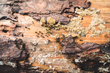 Ants on fallen tree