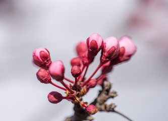almonds tree  flowes on a twing bee blured background in spring season day