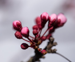 almonds tree  flowes on a twing bee blured background in spring season day