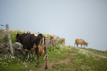 cows grazing in the plateau