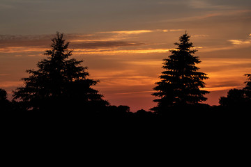 Silhouette Pine Tree Landscape sunset sunrise (7)