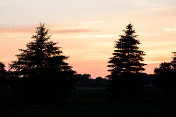 Silhouette Pine Tree Landscape sunset sunrise (5)