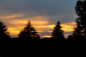 Silhouette Pine Tree Landscape sunset sunrise (3)