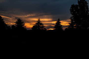 Silhouette Pine Tree Landscape sunset sunrise (2)