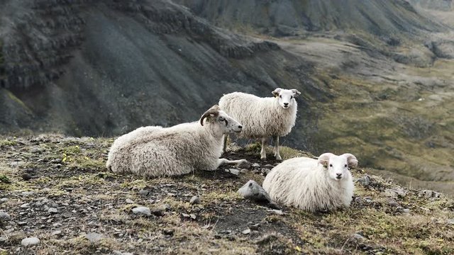 4k view of some sheep in the fjords of Iceland