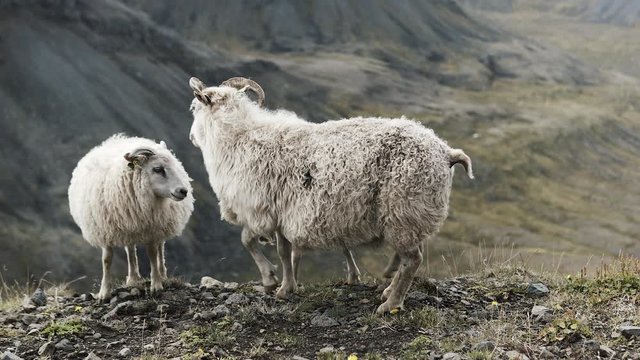 4k view of some sheep in iceland