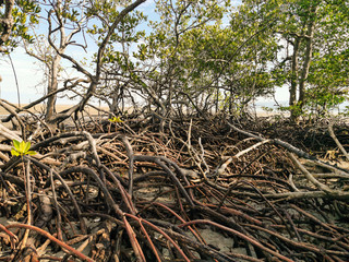 View of mangroves in the middle of the beach at low tide. Beautiful view of Mangrove tree on the edge of the beach with blue sky in sunny day