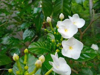 Obraz na płótnie Canvas crepe jusmine, East Indian rosebay