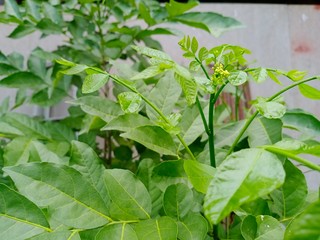 Pierre ex Guillaumin