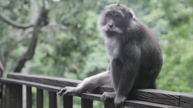 Monkey resting on a fence in the forest
