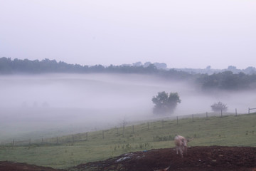 Fog with Hilly Meadow (3)