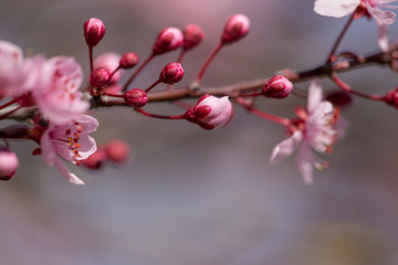 Fototapeta na wymiar almonds tree flowes on a twing bee blured background in spring season day