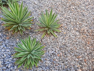 Cactus in Japanese rock garden.