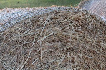 Close Up of Hay Bale