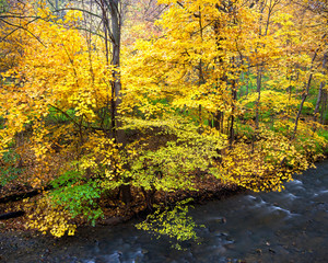Maple trees showing off their autumn colors along a woodland creek in northern Illinois.