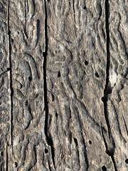 insect damaged wood surface showing tunneling and holes