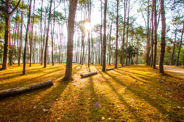 light of sun in pine forest