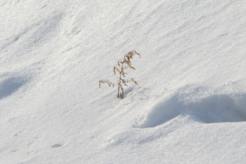 Winter is nature. Dry branches of grass covered with snow, winter landscape.