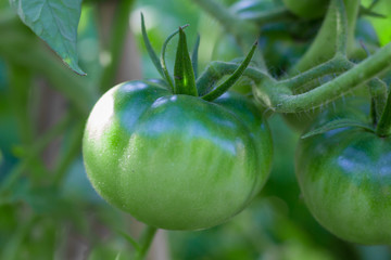green tomatoes not yet ripe on organic garden plants