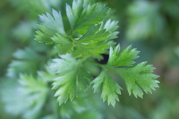 detail of parsley leaves grown in the organic garden