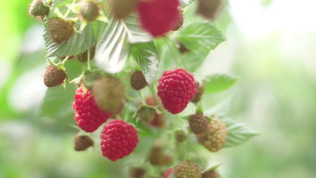 branches of red raspberries on a plantation