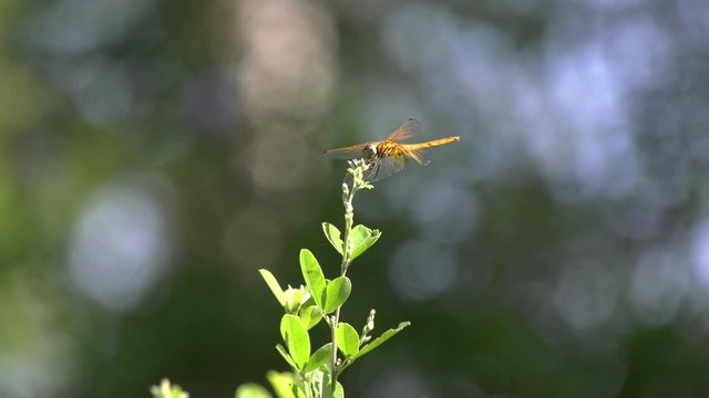 A dragonfly resting and flying off a flower at the Singapore Botanic Gardens