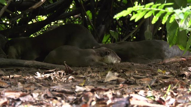 Slow motion of an otter running off at the Singapore Botanic Gardens