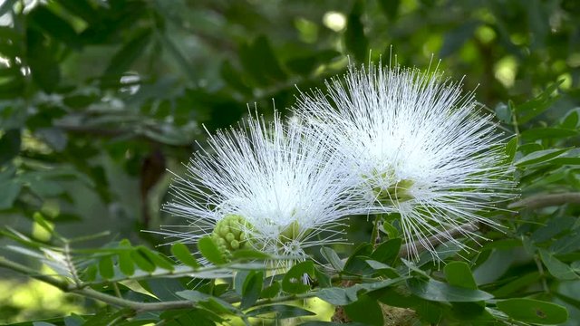 A rose apple flower moving in the wind at the Singapore Botanic Gardens