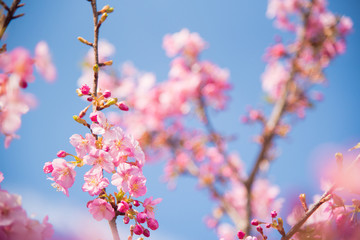 ピンク色の桜と青空