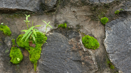 Wild weeds and moss are walled in stone