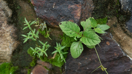 Wild weeds are walled in stone