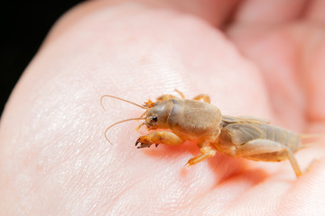 手のひらにケラ