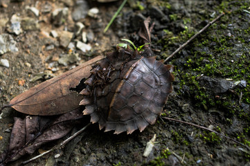 Tortoise in the Sarawakian jungle