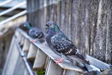 two pigeons on a fence