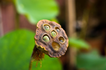 Close-up of a lotus flower