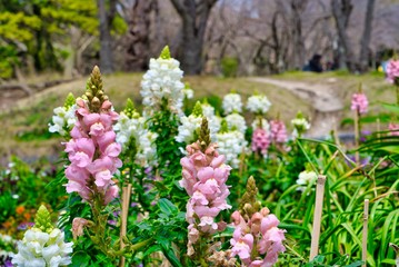 flowers in garden