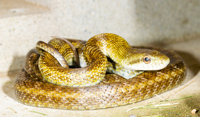 トグロをまくヘビ